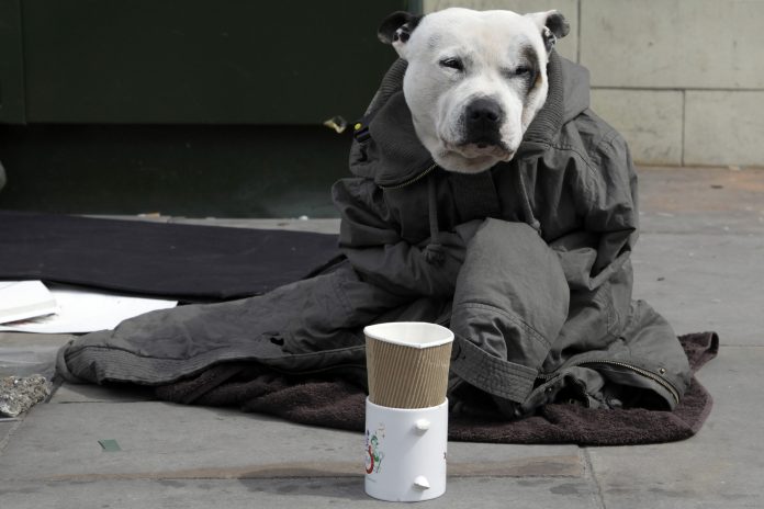 A dog wrapped in a jacket, belonging to a street artist, sits on a pavement in London