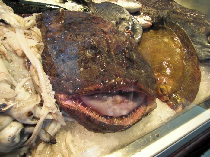 monkfish-470674